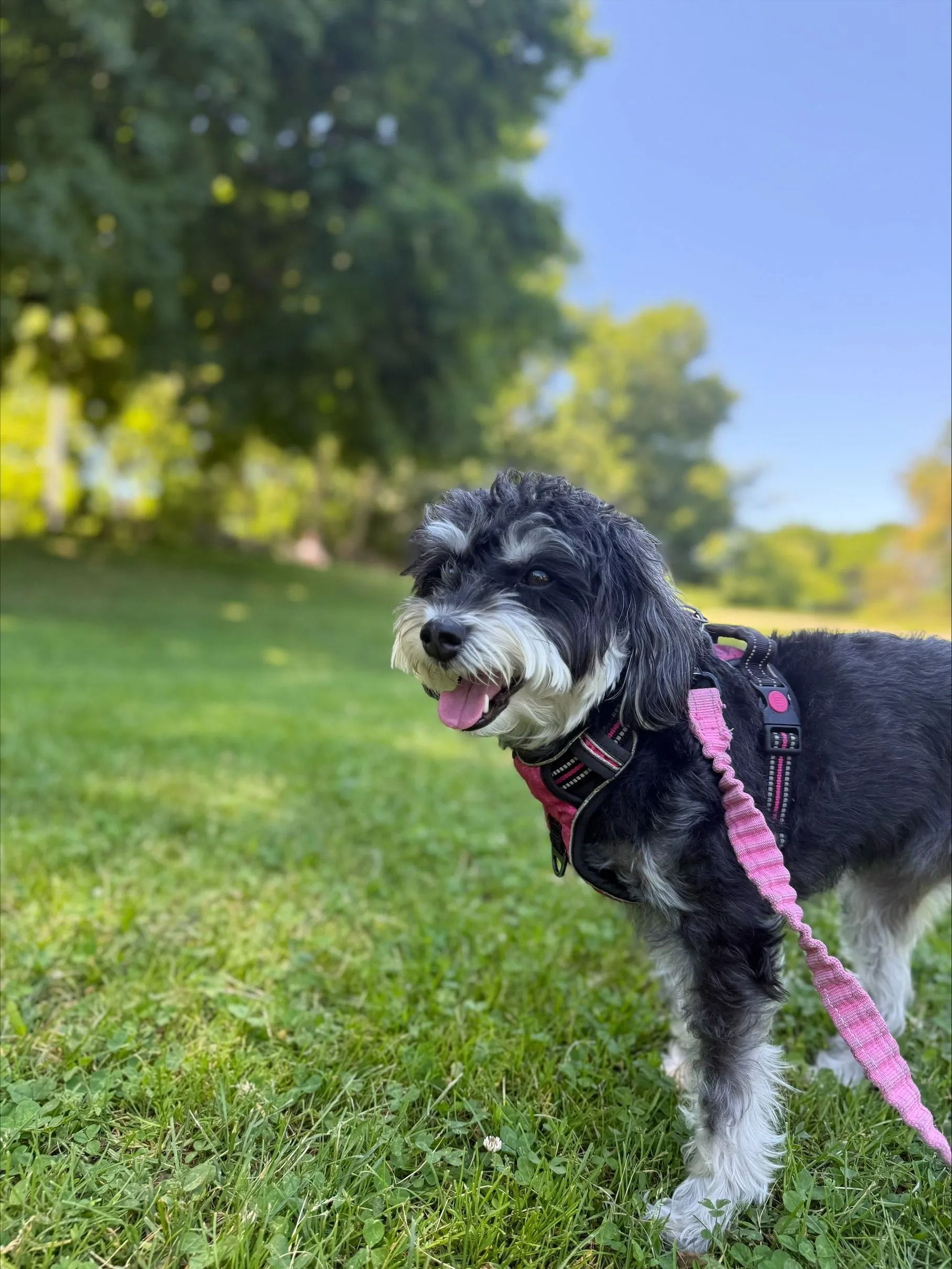 Black-and-white dog in a pink harness on a grassy park path with trees and blue sky