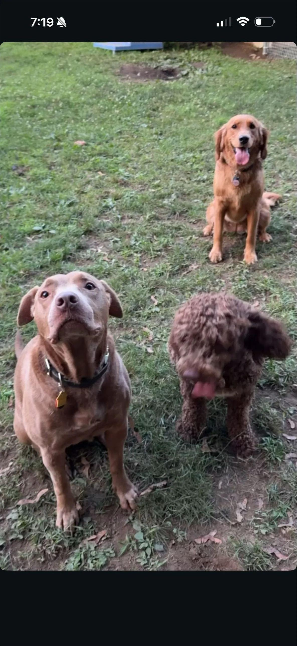 Three dogs on grass: a brown dog in front, a golden dog behind, and a curly dark dog at right.