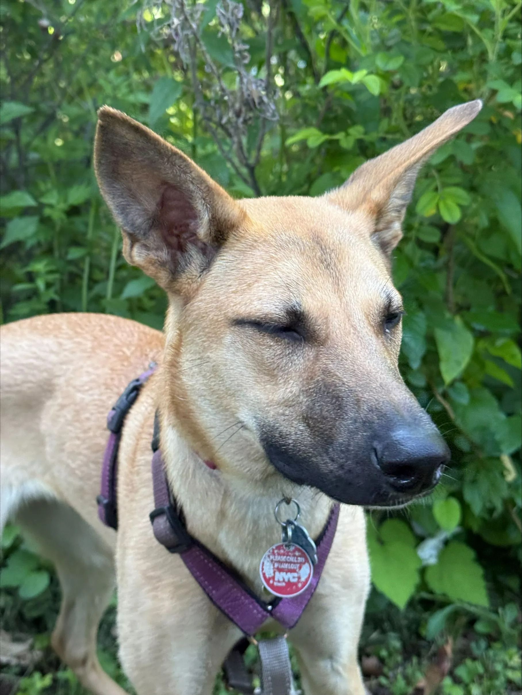 Tan dog with large ears and a purple harness standing outdoors with green foliage behind it