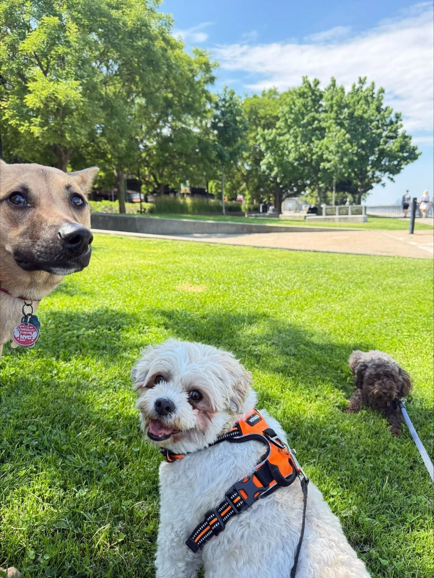 Three dogs on leashes in a sunny park, with one tan dog, one white dog, and one small brown dog.