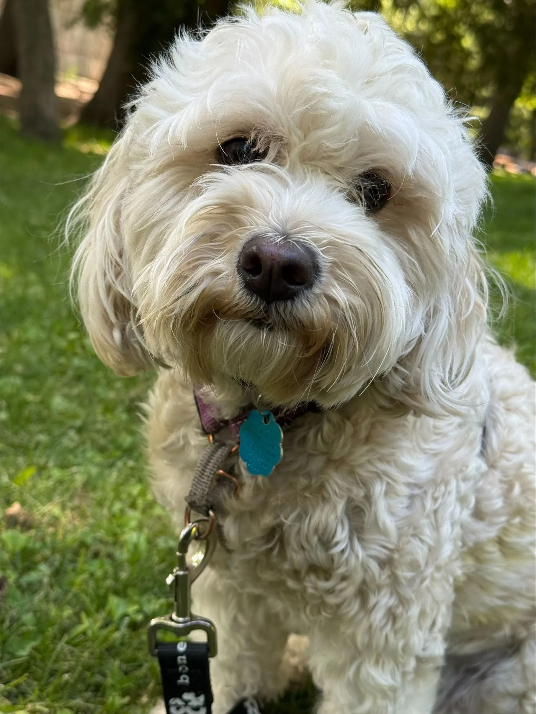 Small white fluffy dog with a purple collar standing on grass, facing the camera.