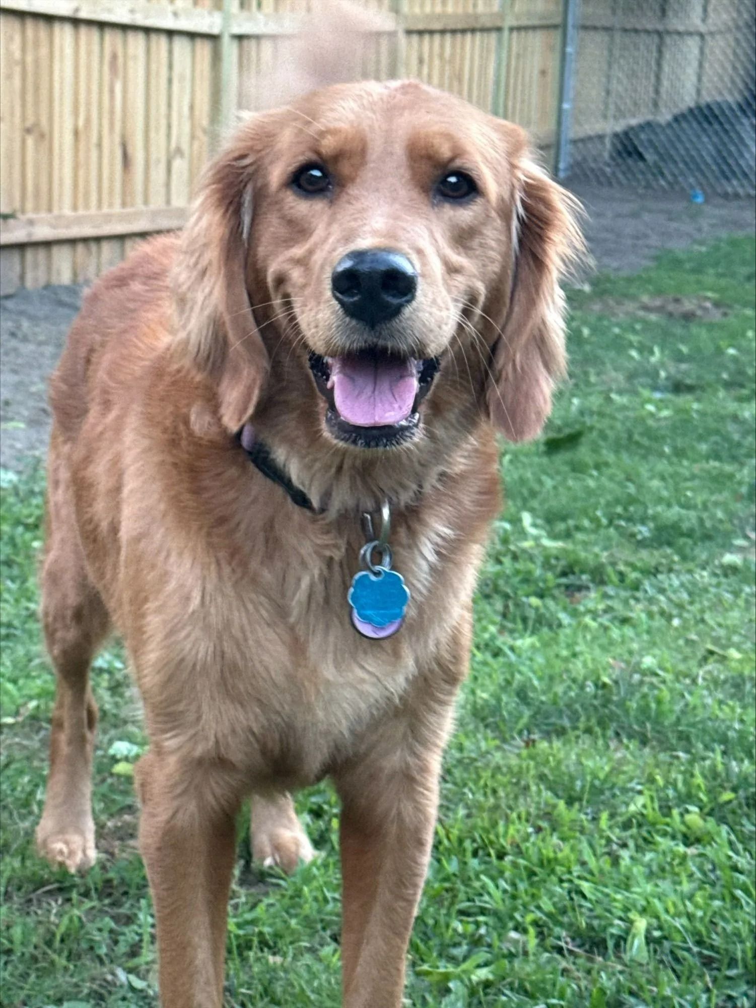 Golden retriever standing on grass in a fenced yard, panting with a blue tag on its collar.