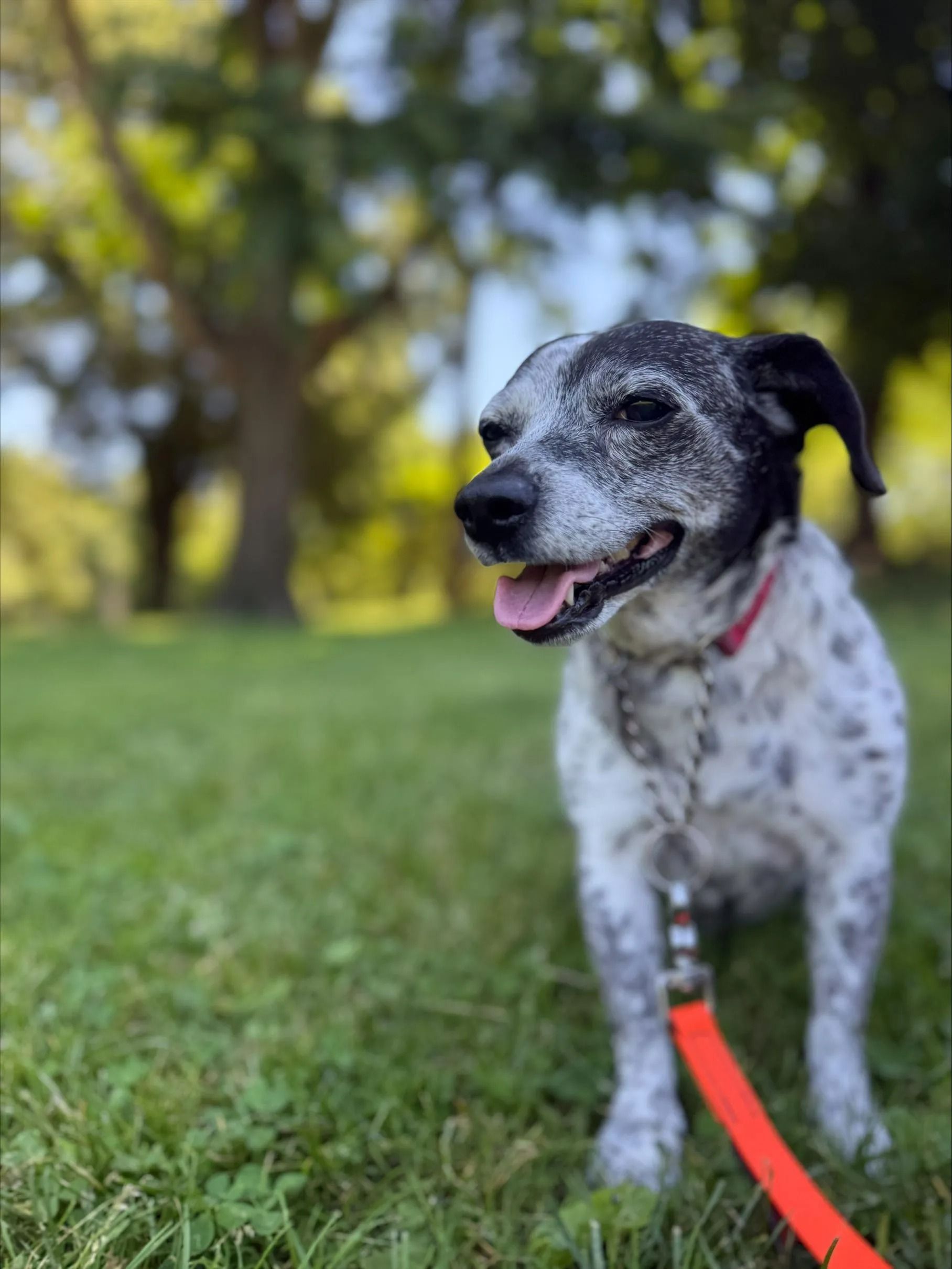 Black-and-white dog on a red leash sitting in a grassy park, tongue out with blurred trees behind.