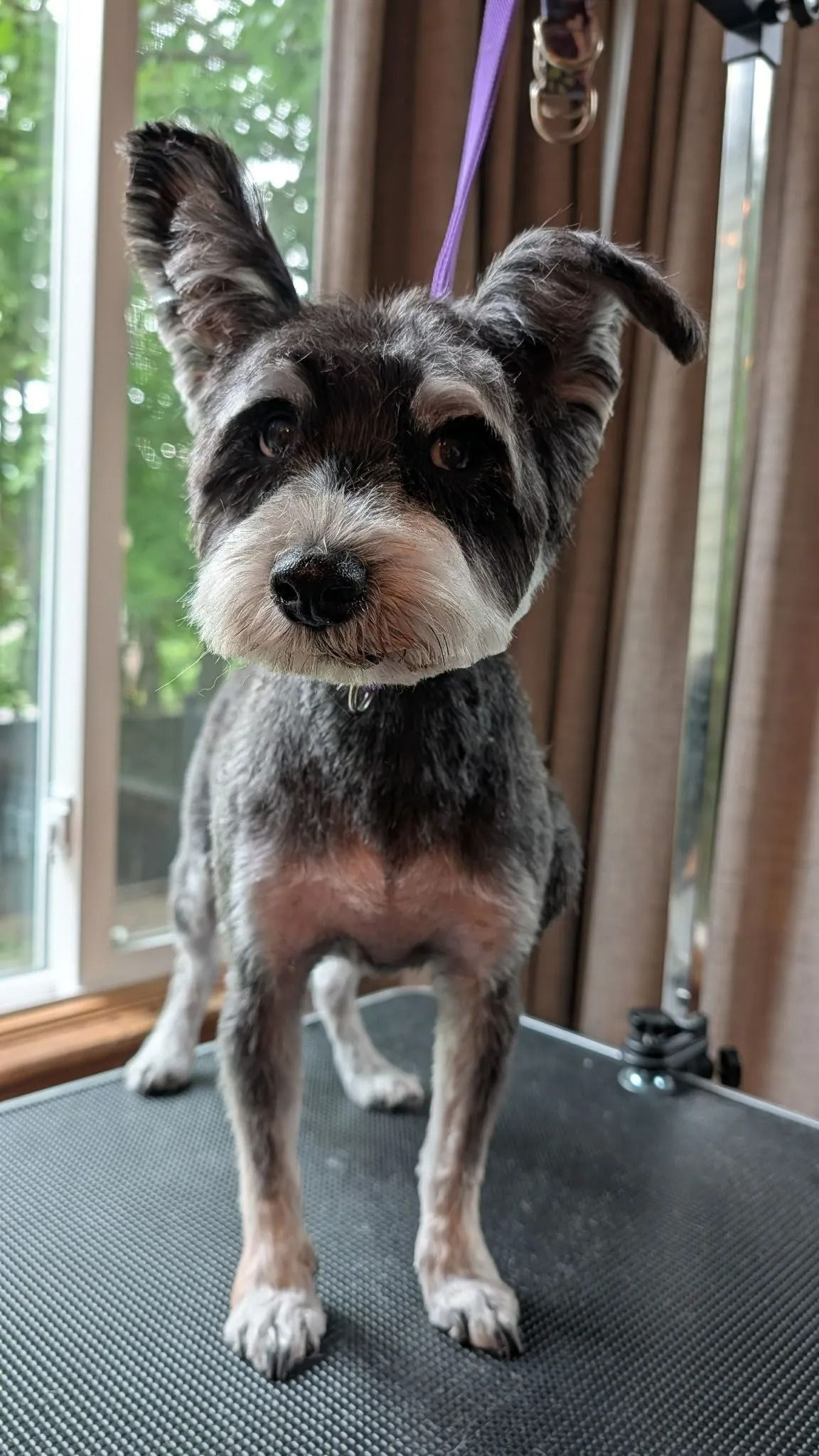 Small black-and-white dog standing on a grooming table by a window.