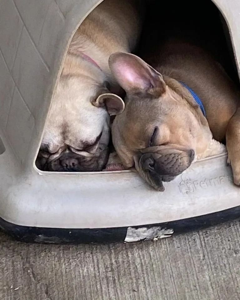Two sleeping puppies cuddled together in a beige pet bed.