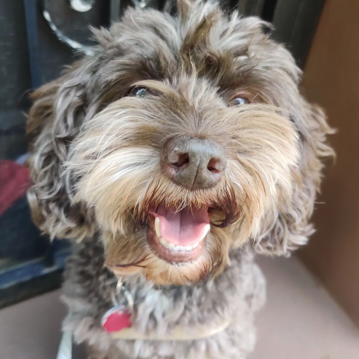 Small fluffy brown dog with curly fur, mouth open and panting indoors