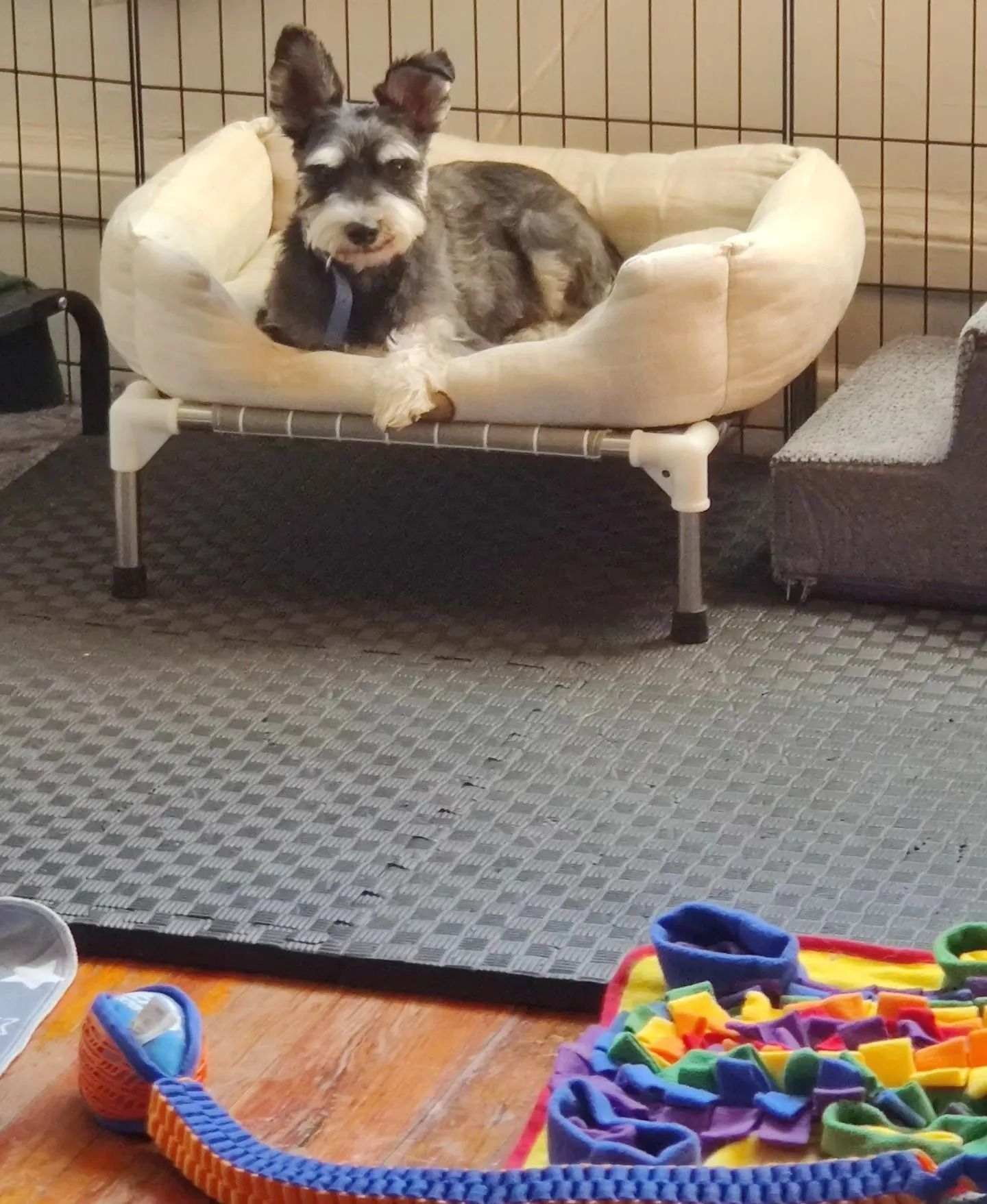 Small dog lounging on a cream chair with a colorful toy in the foreground inside a home.