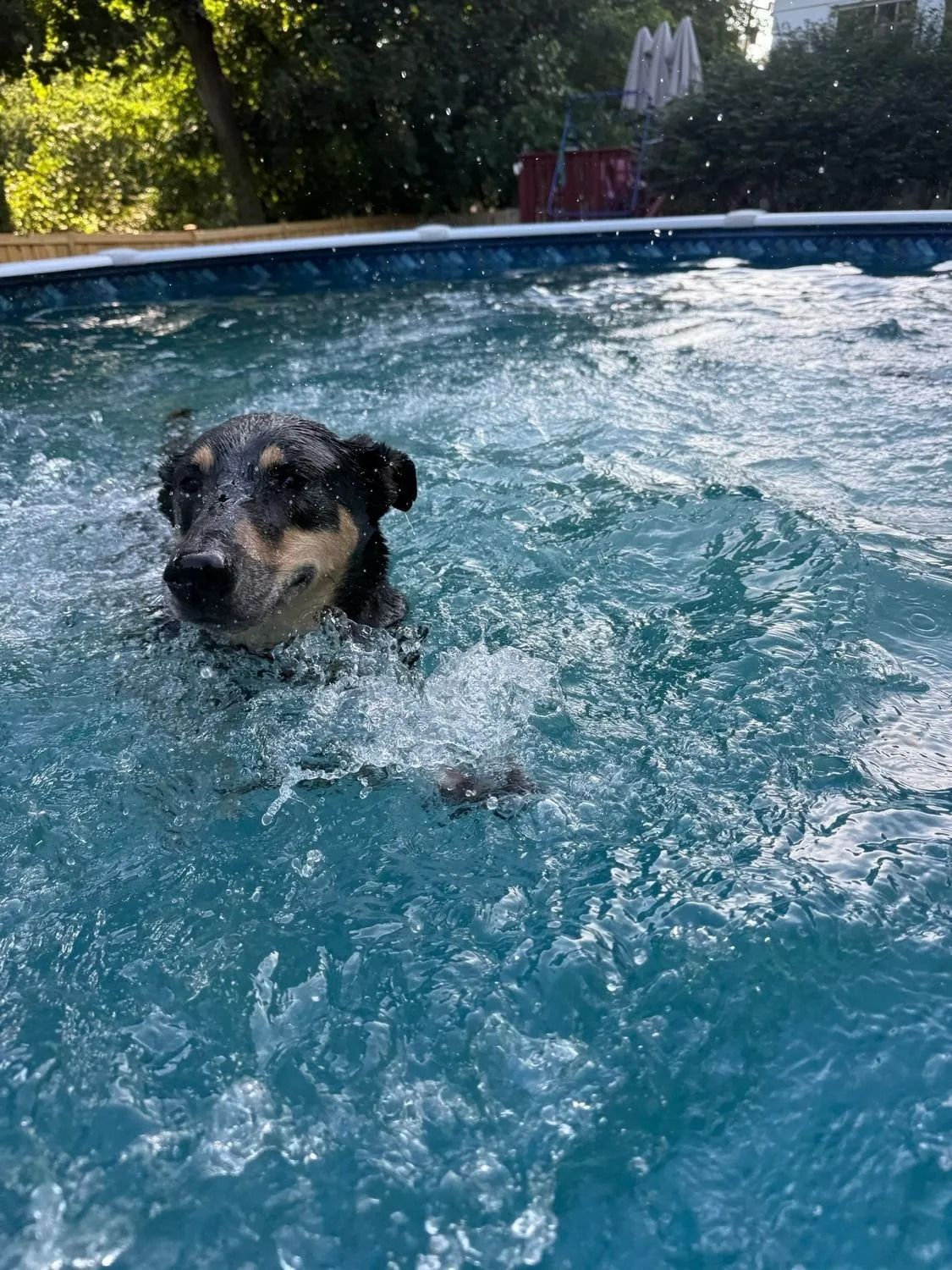 Dog swimming in a blue backyard pool, splashing water around its face
