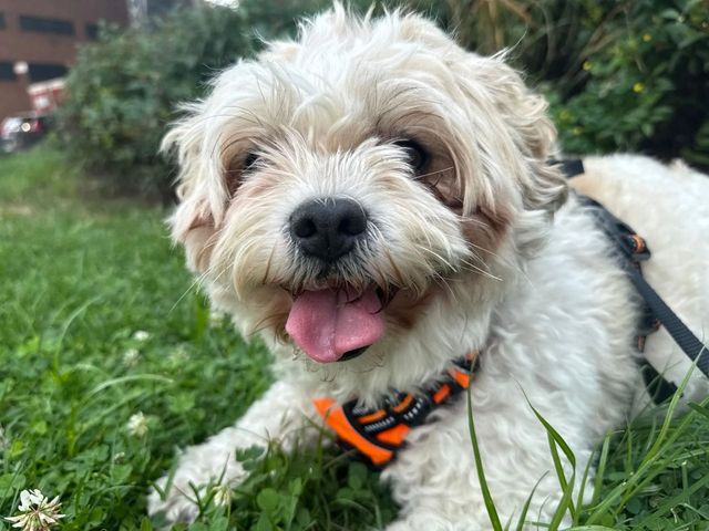 Small white fluffy dog wearing an orange harness лежing in grass with tongue out and a blurred garden behind