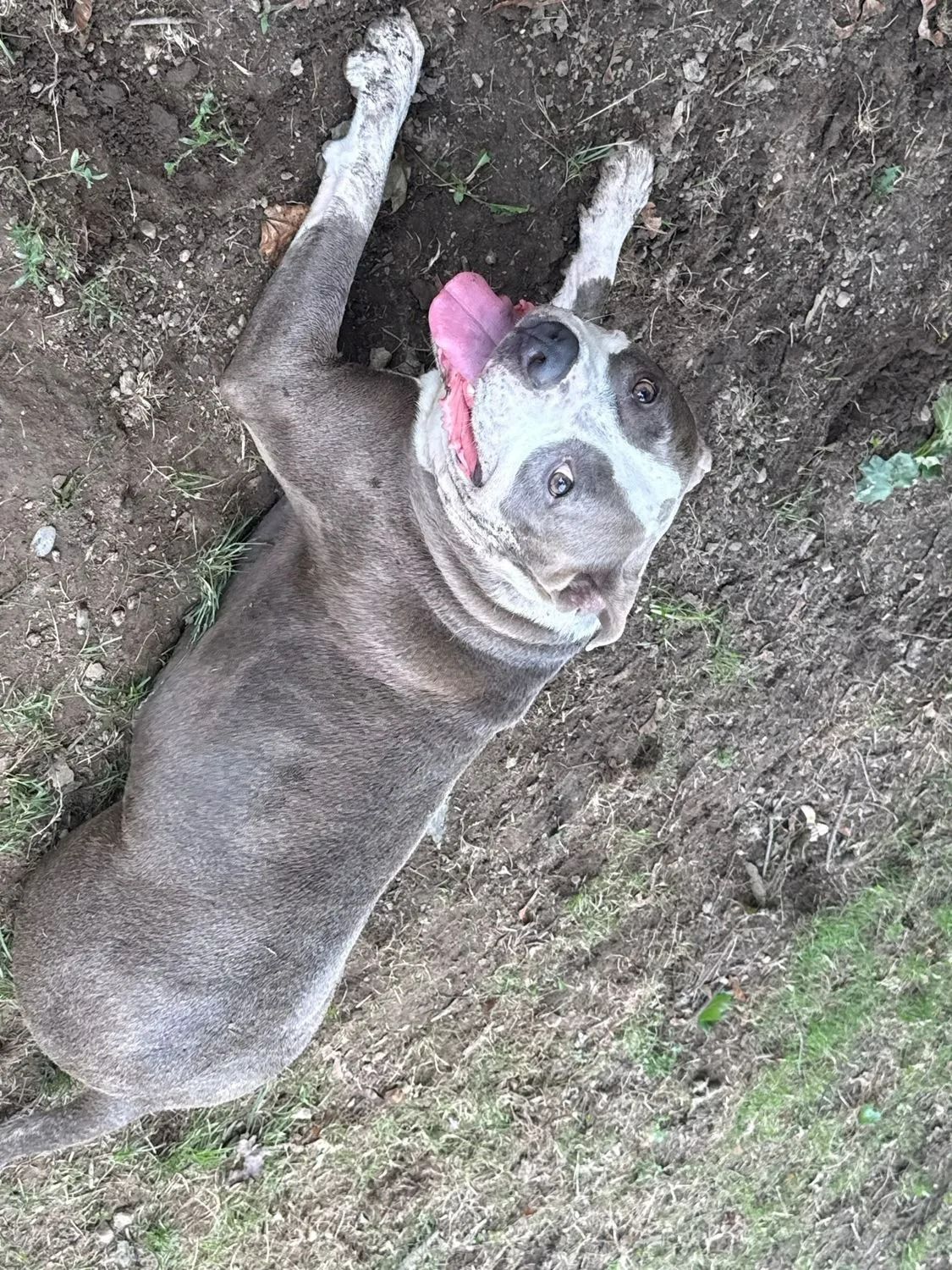 Dog lying on dirt, gray and white face with tongue out.