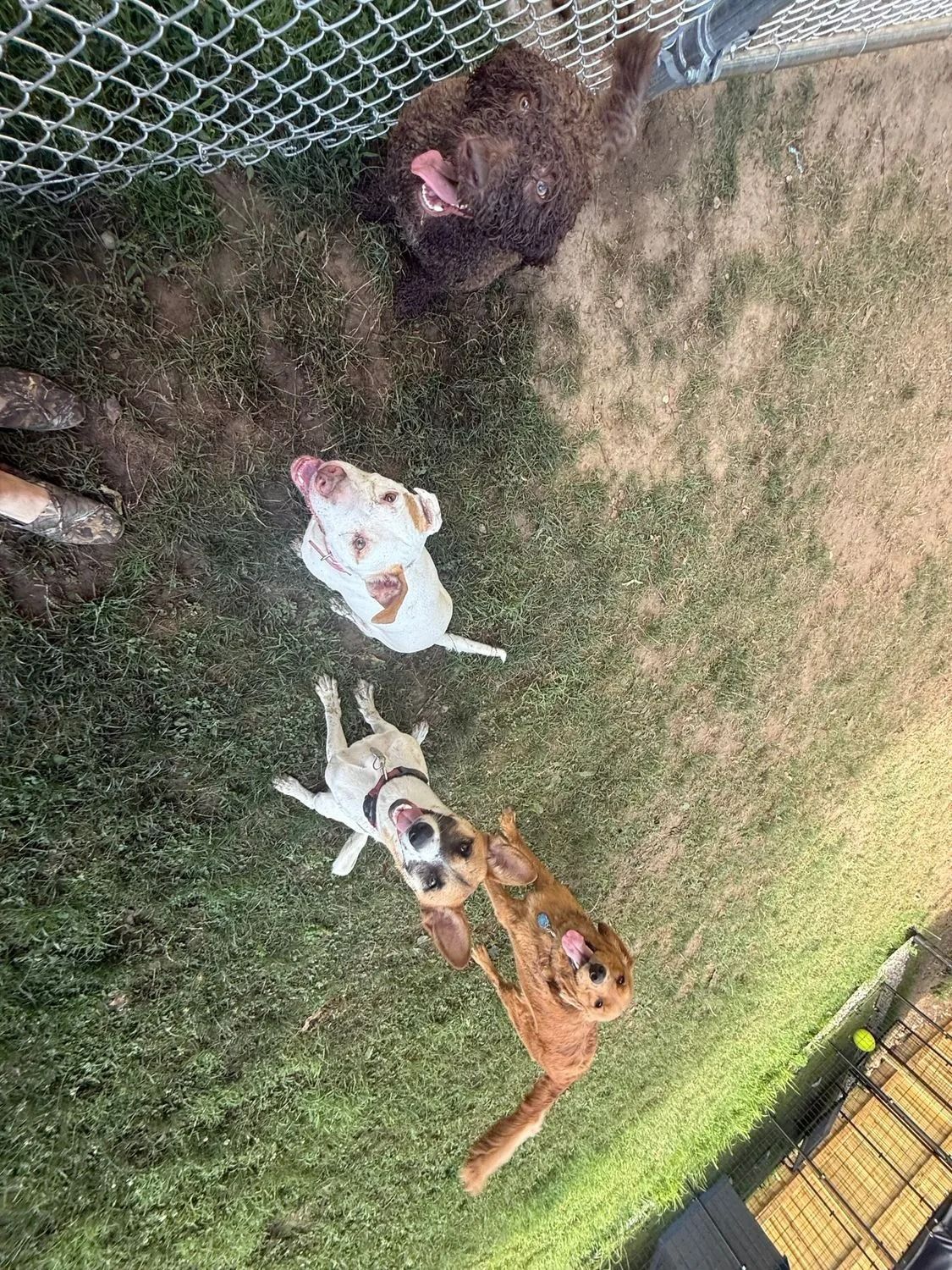 Three dogs in a grassy yard near a chain-link fence, looking up at the camera.