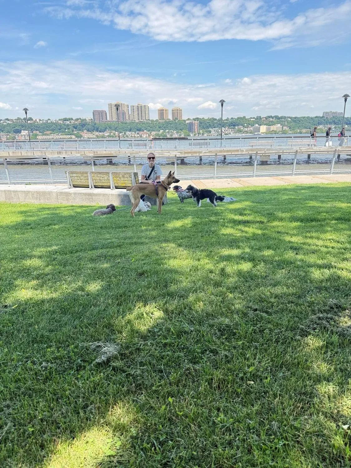 Two dogs and a person relaxing on a grassy riverfront with city buildings in the distance