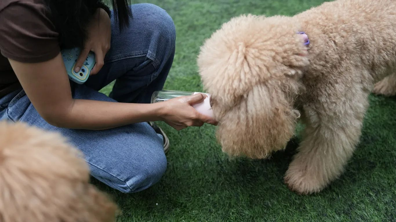 Person kneels on grass feeding a tan poodle treats outdoors