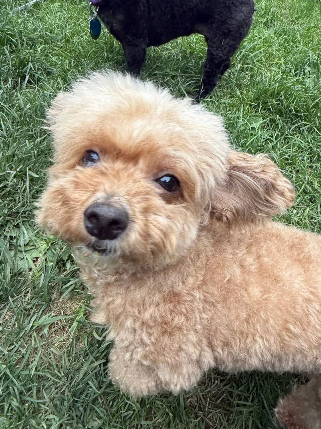 Small tan curly-haired dog looking up on grass, with a black dog partly visible behind it.