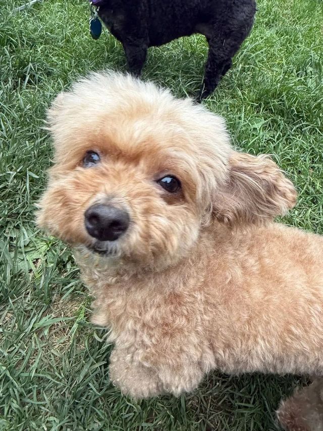 Small tan fluffy dog looking up on grass, with part of a black dog behind it