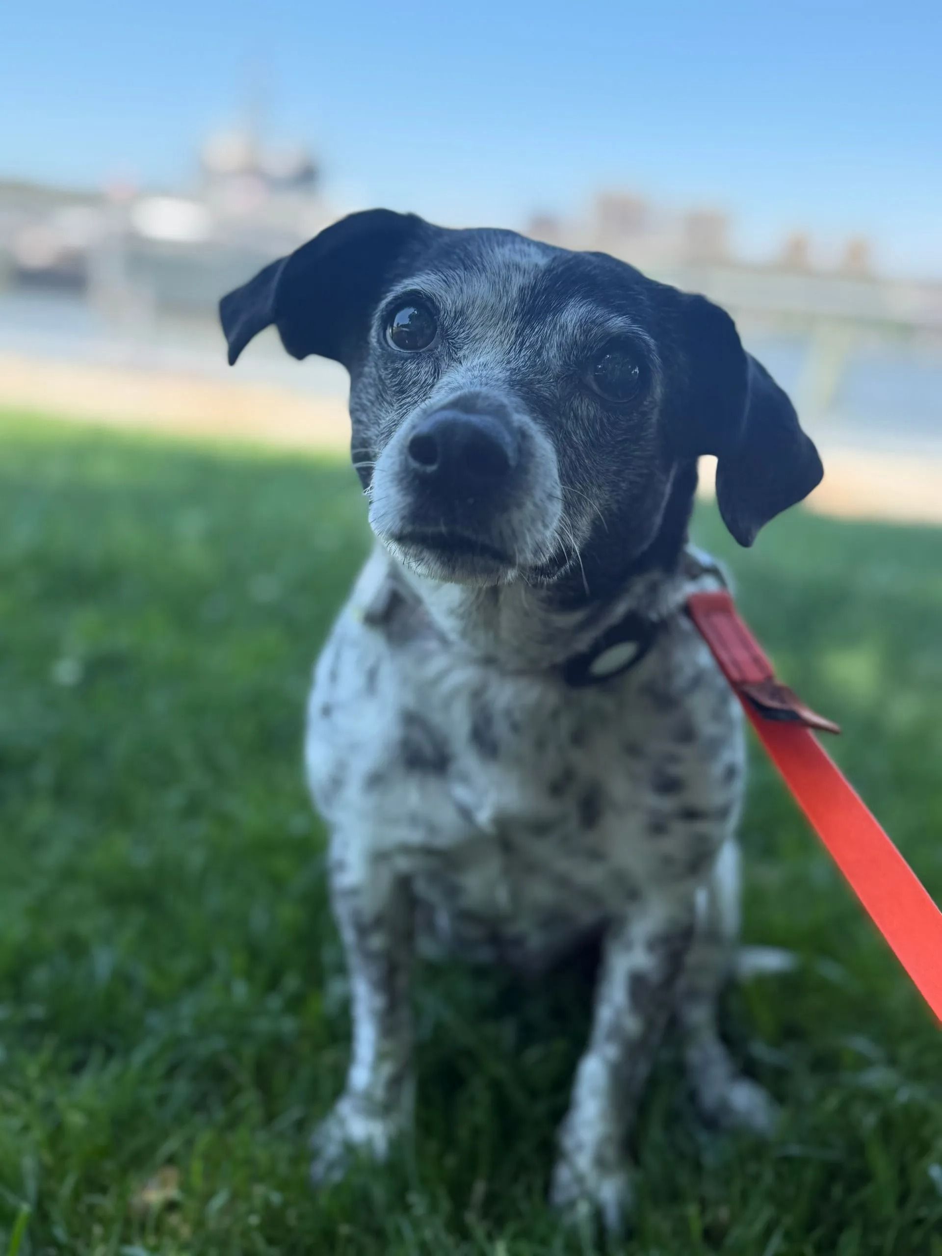 Black-and-white dog on grass with a red leash, sitting in a sunny outdoor setting