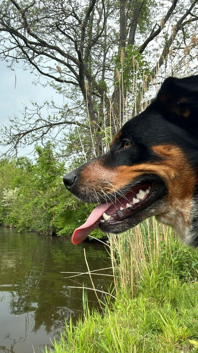 Black-and-tan dog panting by a calm river, with trees and tall grass along the bank.