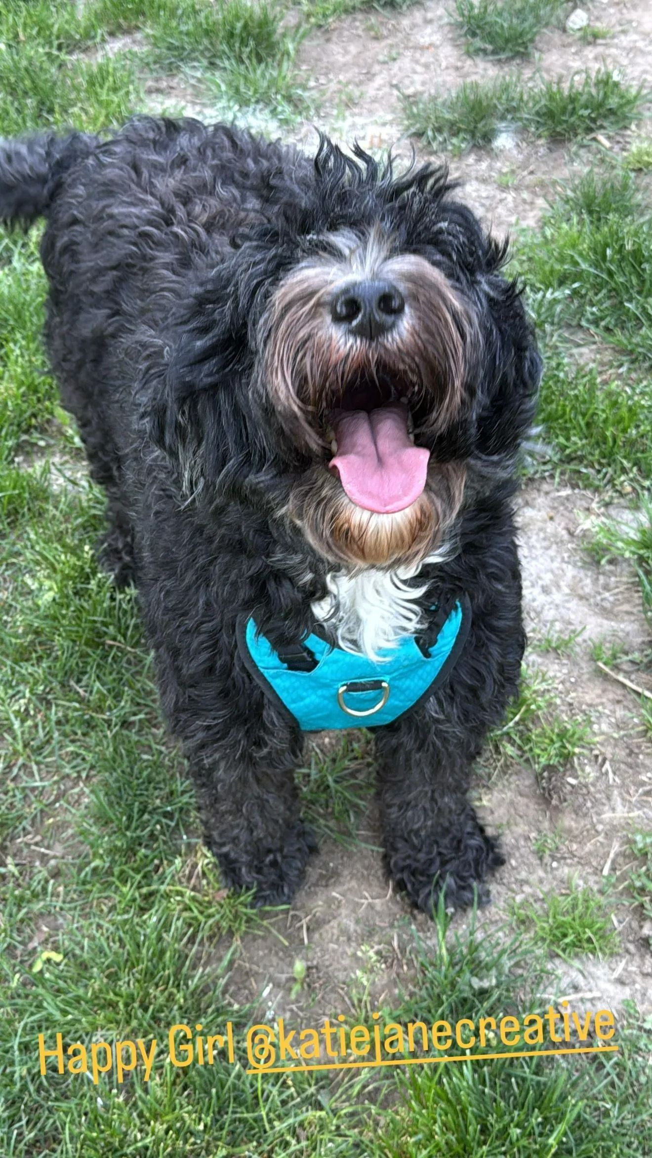 Black curly dog wearing a turquoise harness, standing on grass and looking up with mouth open.