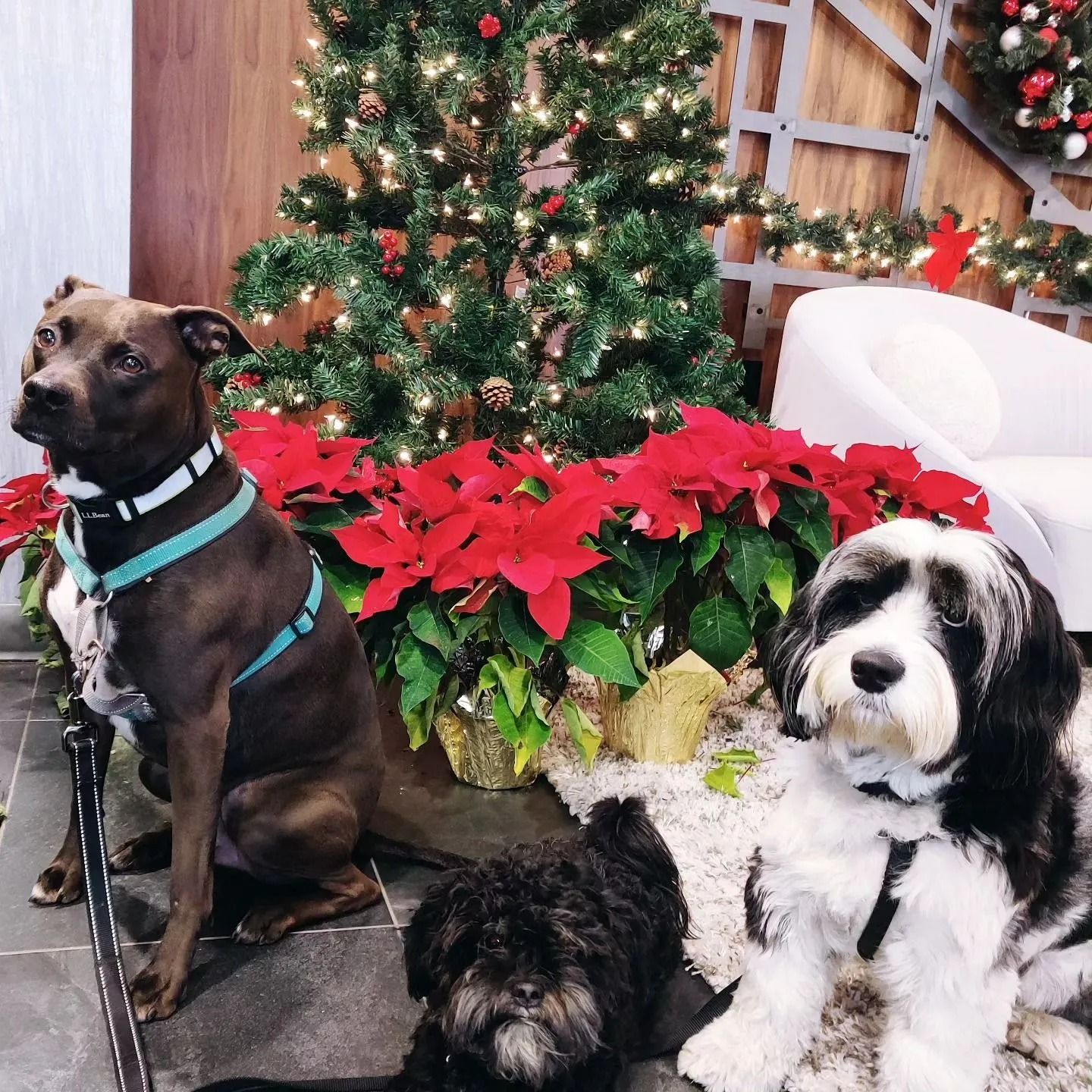 Three dogs sitting by a Christmas tree and poinsettias, with holiday decorations in the background