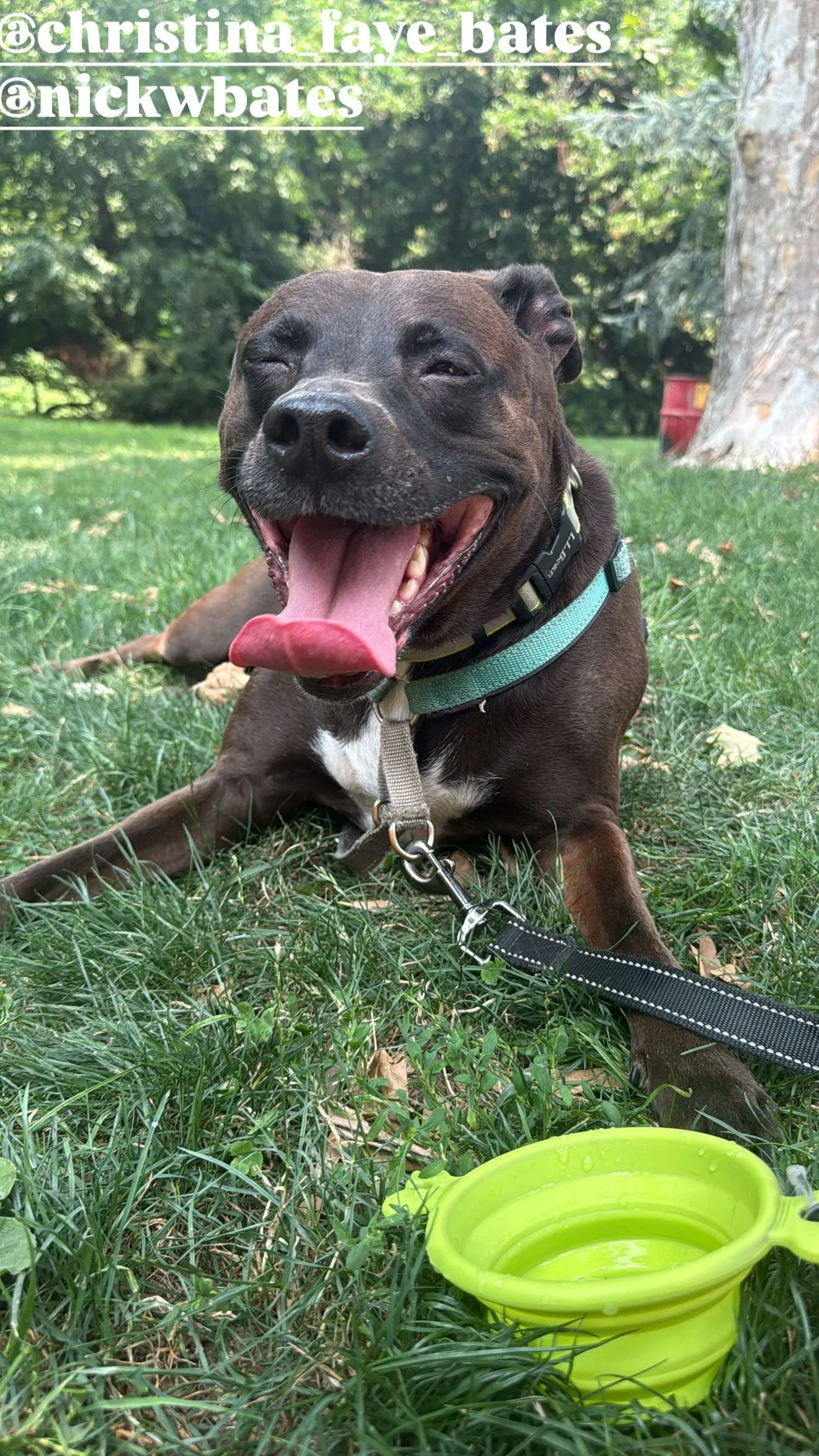 Black dog on grass panting with tongue out beside a bright green water bowl and leash
