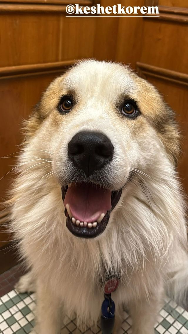 Happy fluffy cream-colored dog sitting indoors against a wooden wall, mouth open and tongue out.