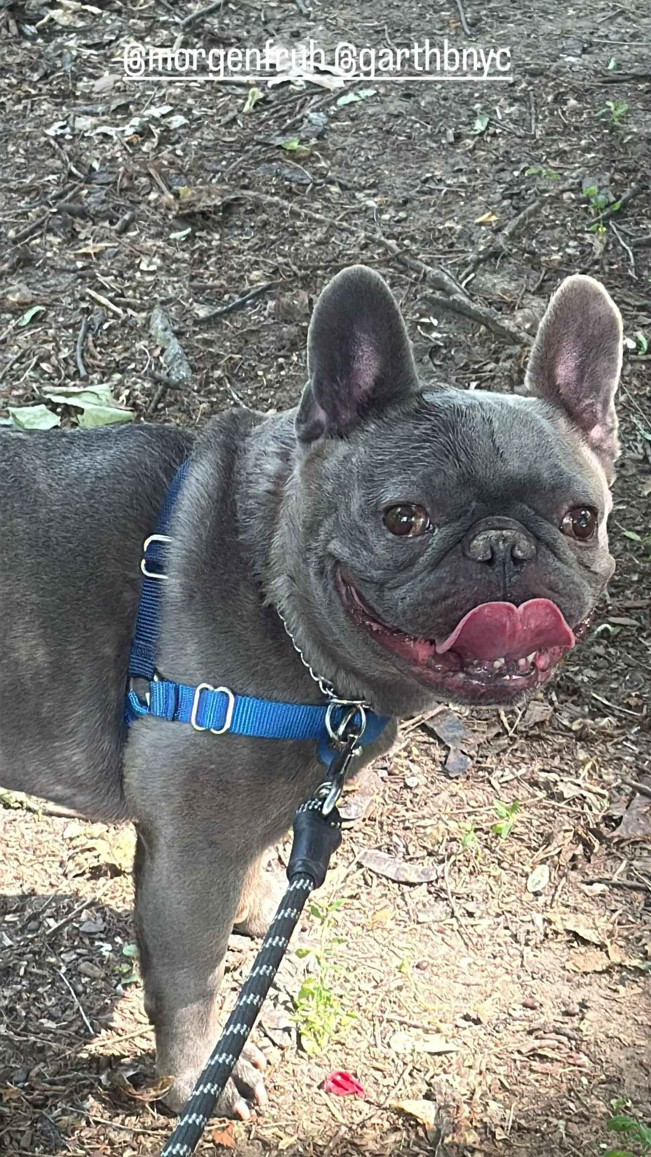 Small brindle French bulldog in a blue harness, standing outdoors with its tongue out.