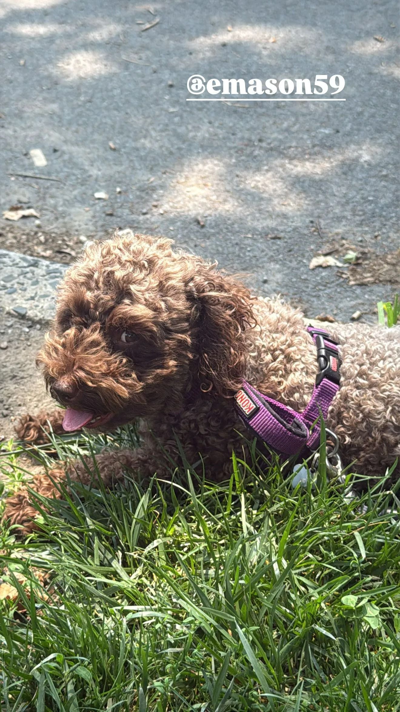 Small curly brown dog in a purple harness standing in grass beside a sidewalk.
