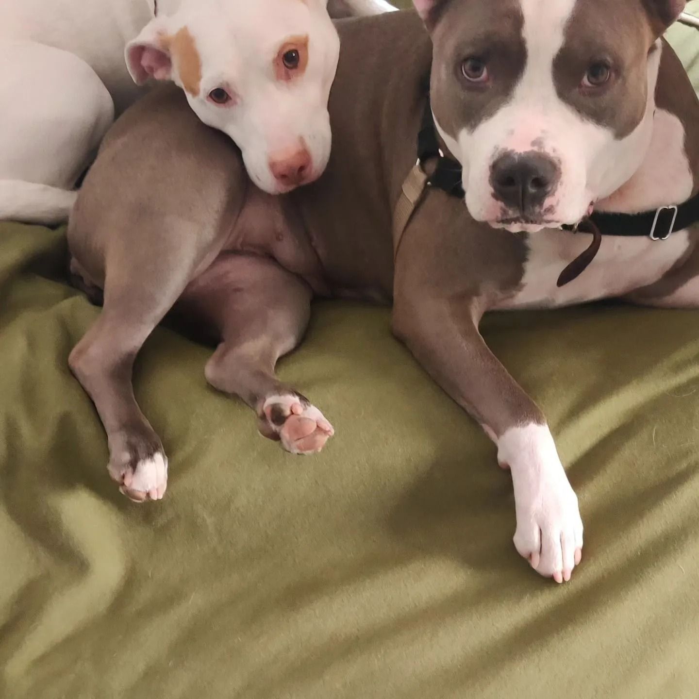 Two pit bull puppies cuddled on a green couch, one white and tan, one gray and white.
