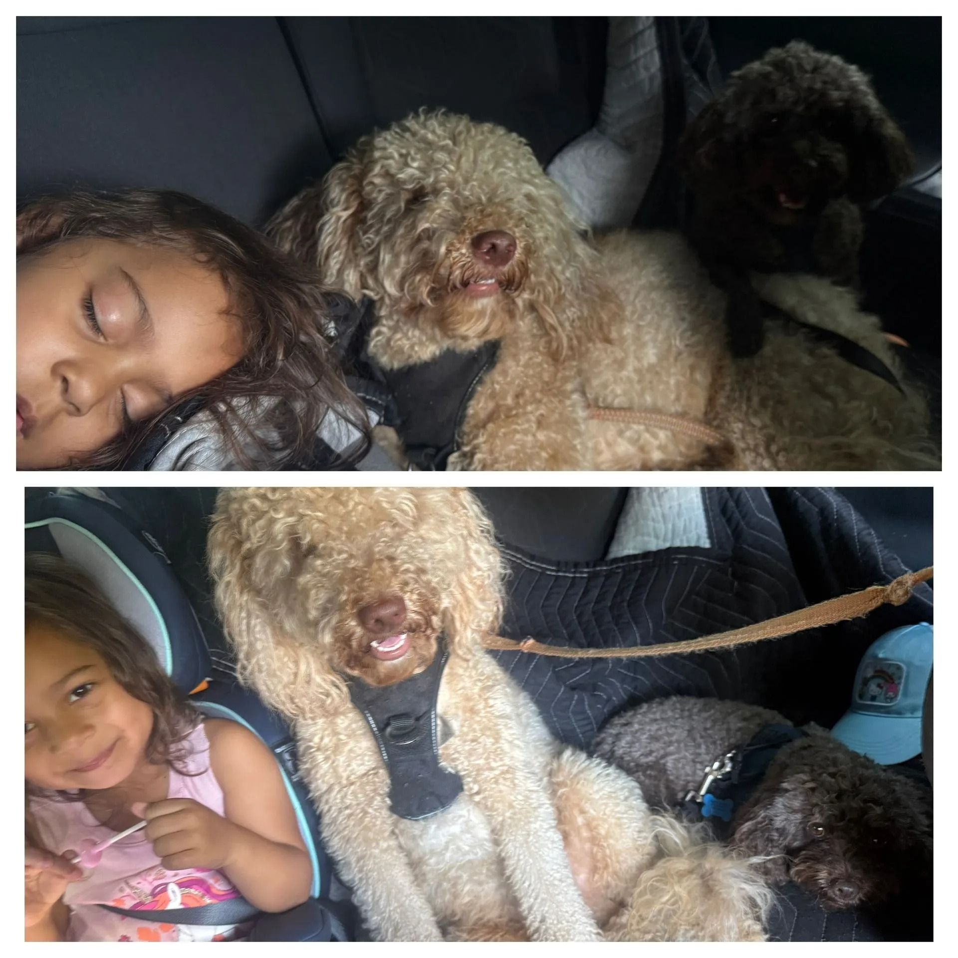 Child asleep in a car seat with two curly-haired dogs resting beside her and in her lap.
