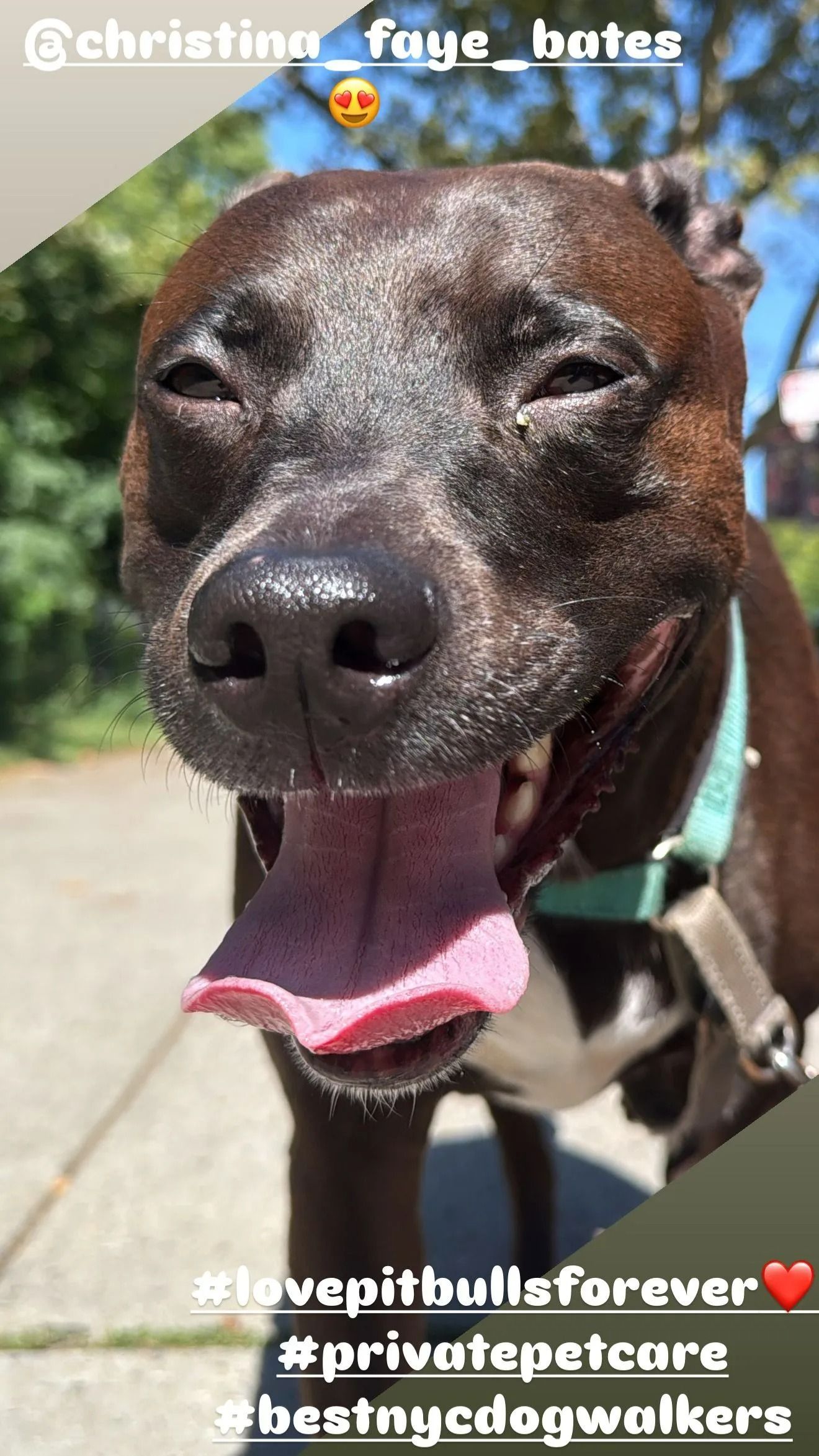 Black dog panting outdoors with tongue out, close-up in sunlight