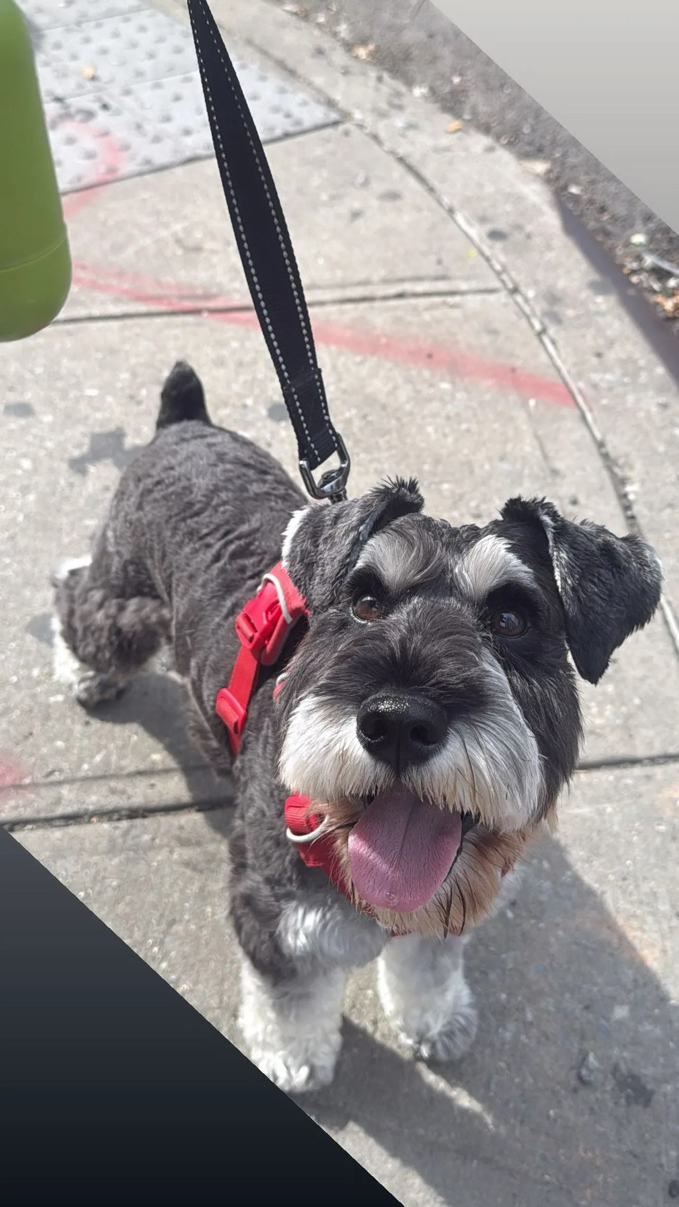 Small gray-and-white dog in a red harness on a leash, standing on a sidewalk with tongue out.