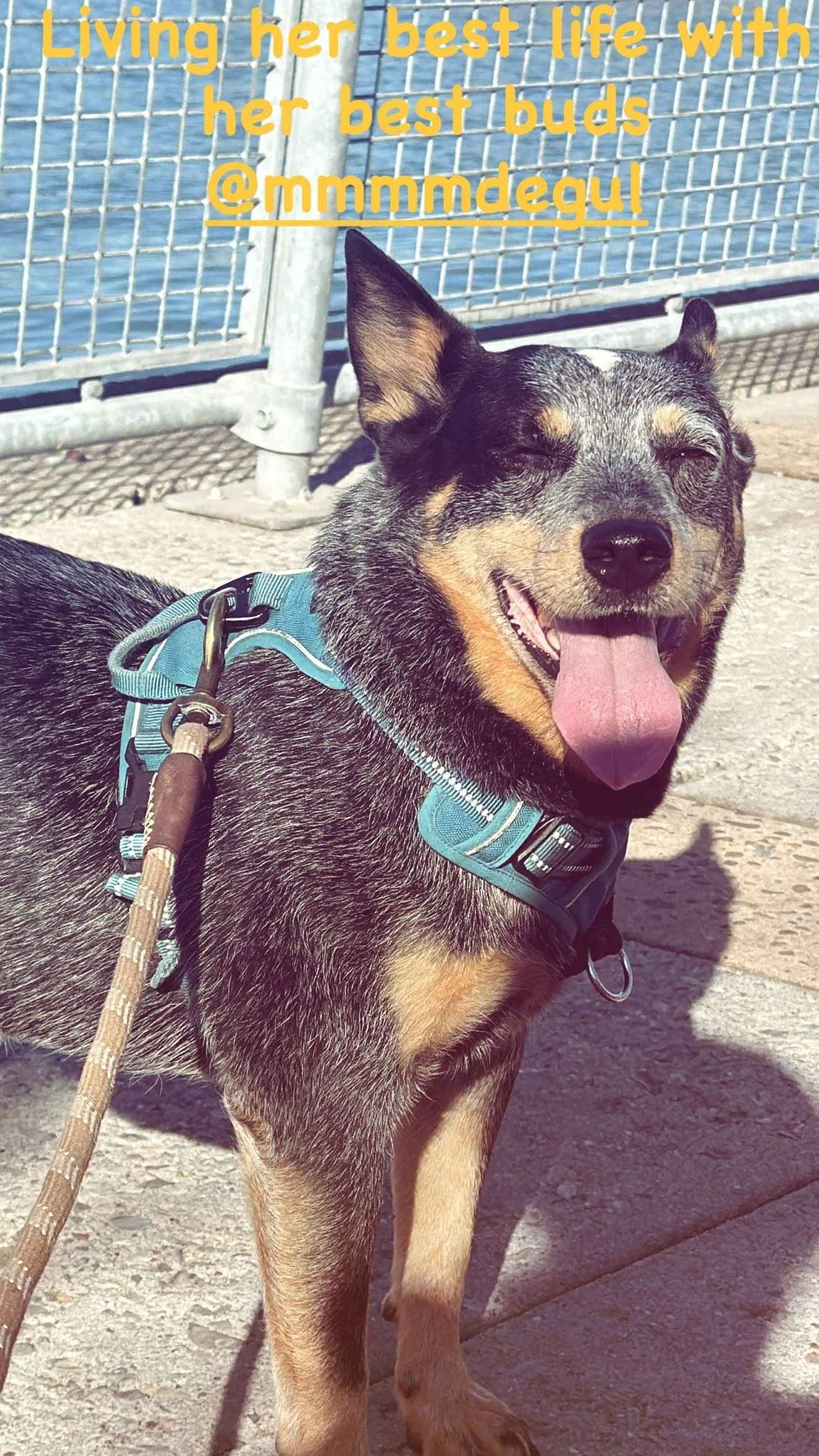 Happy black-and-tan dog in a teal harness sitting outdoors, panting in the sun near a fence.