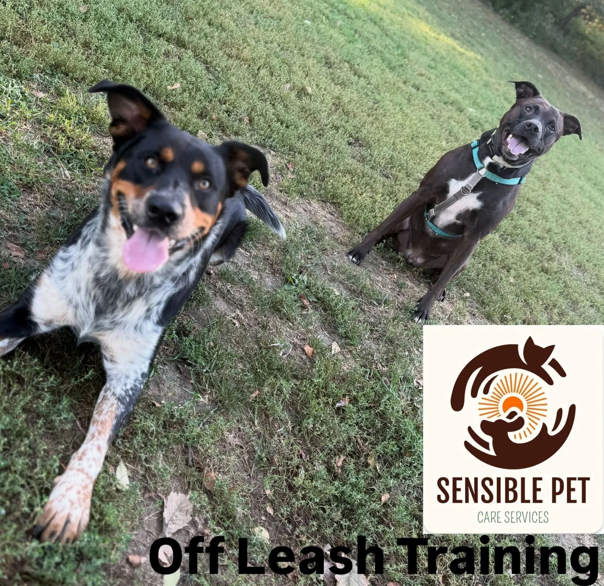 Two dogs on leashes outdoors on grass, with “Sensible Pet Off Leash Training” logo and text.