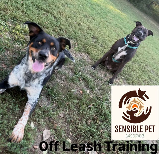 Two dogs on leashes outdoors on grass, with “Sensible Pet Off Leash Training” logo and text.