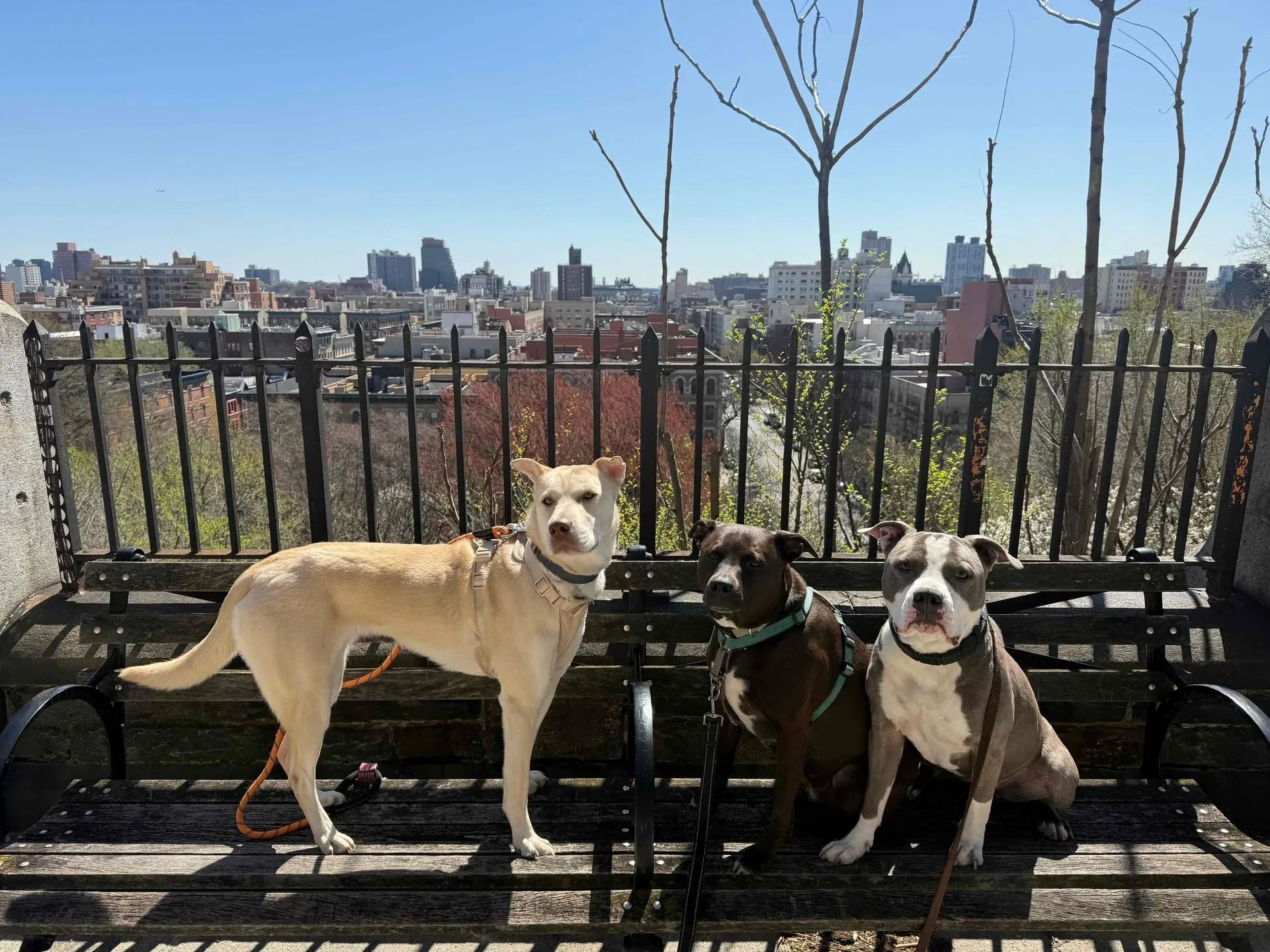 Three dogs sit on a bench by a black fence with a city skyline in the background.