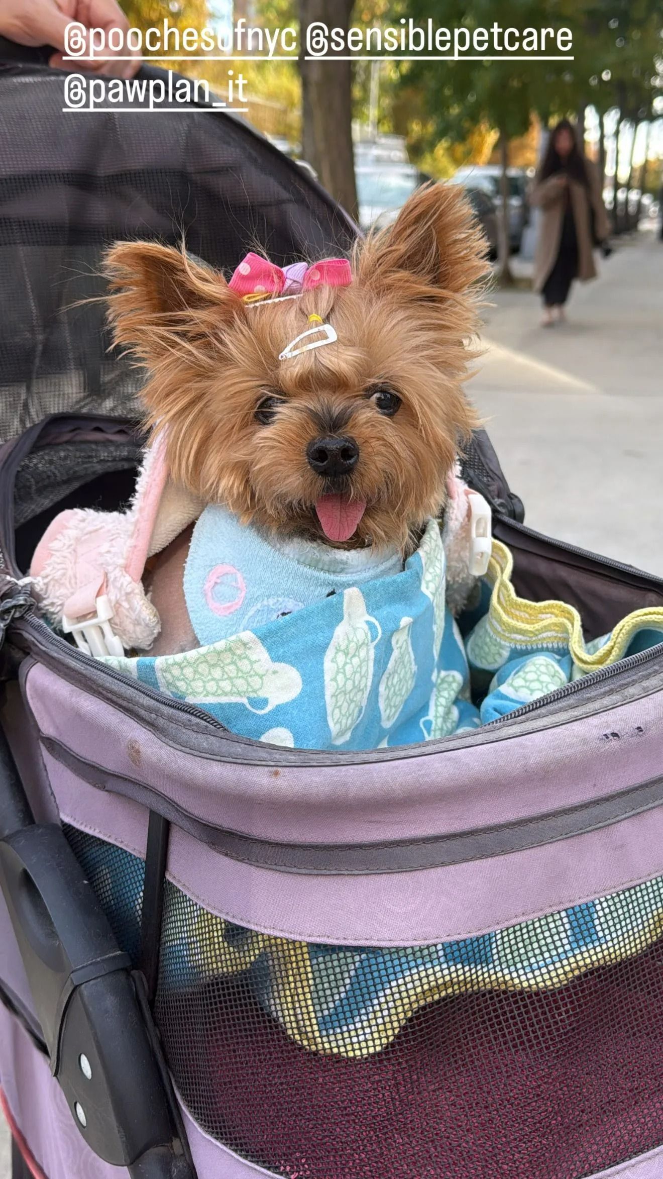 Small dog with a pink bow sitting in a stroller, wearing a blue outfit outdoors.