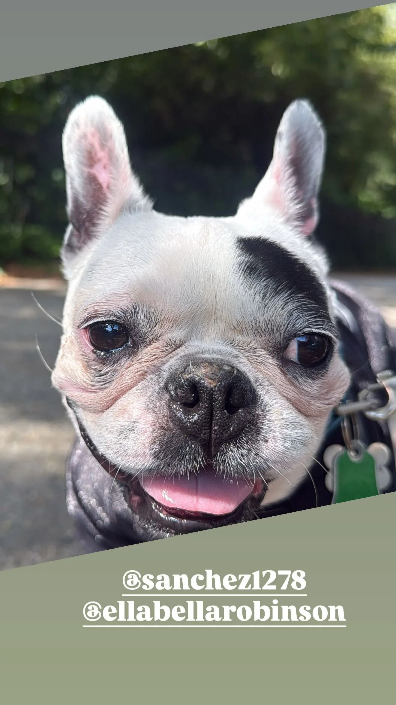 Close-up of a smiling gray French bulldog with upright ears, wearing a harness.