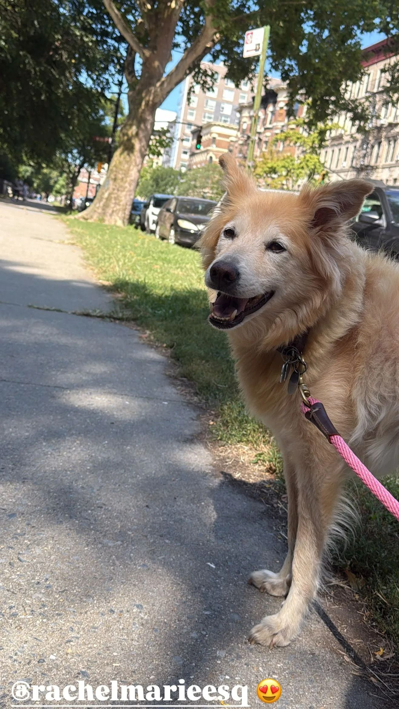Small tan dog on a pink leash standing on a sidewalk in a sunny park-like street