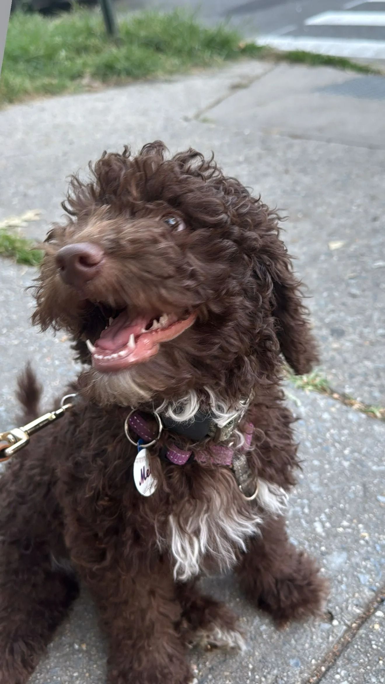 Small curly brown dog sitting on a sidewalk, panting with mouth open and wearing a collar.