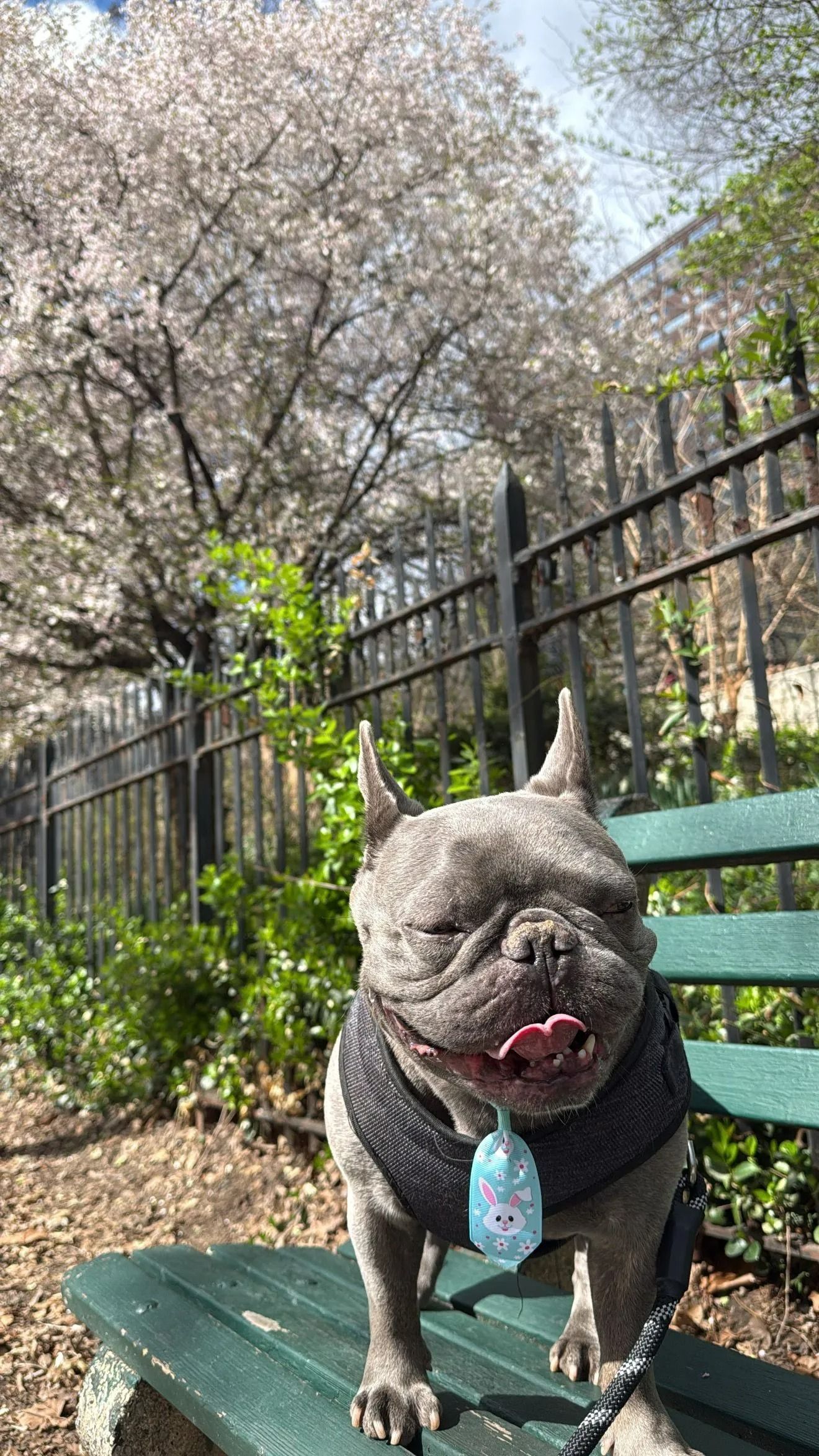 Gray French bulldog in a harness sitting on a green bench under blooming trees.