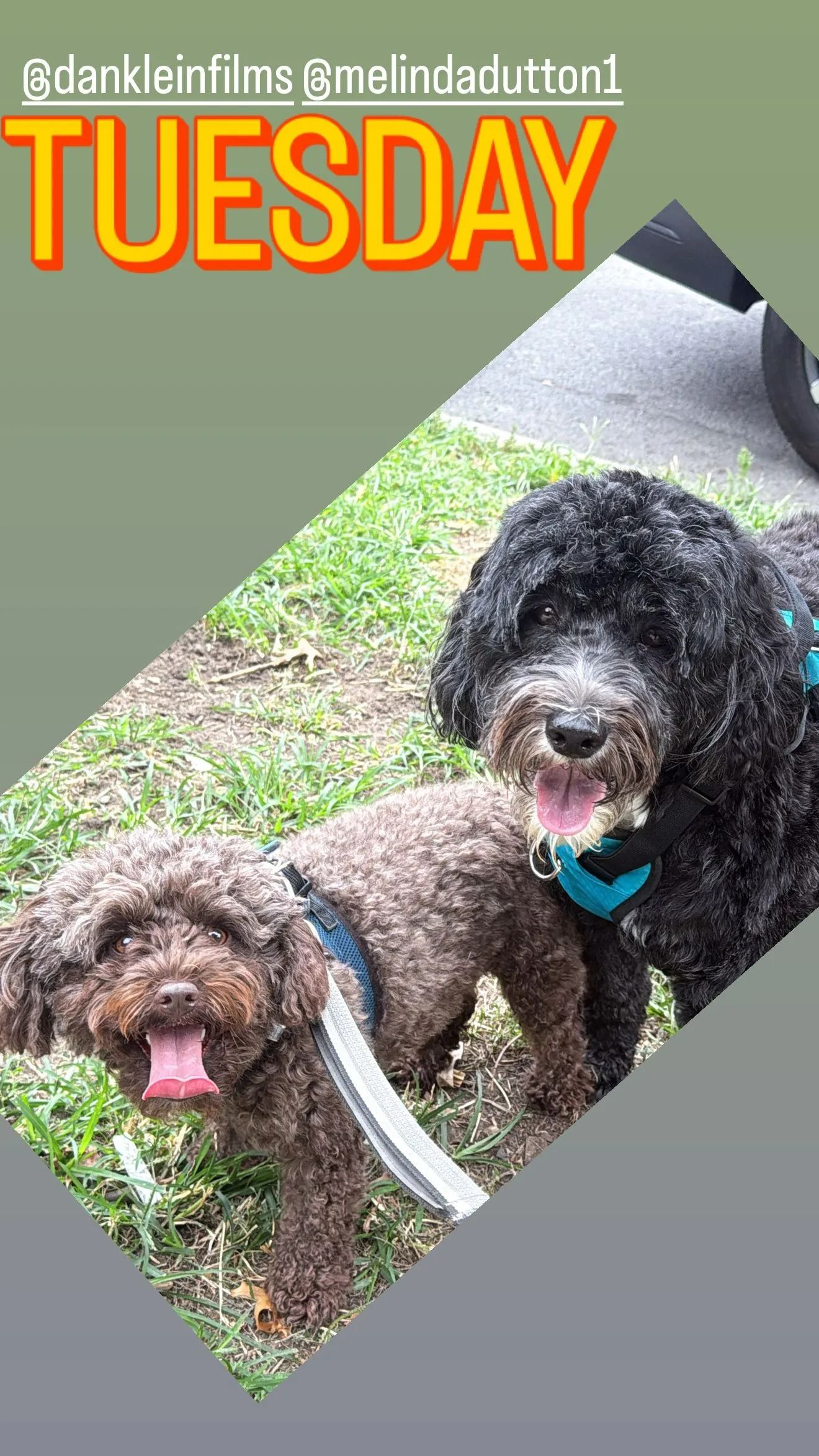 Two fluffy dogs on leashes outdoors, with “TUESDAY” text at top left.