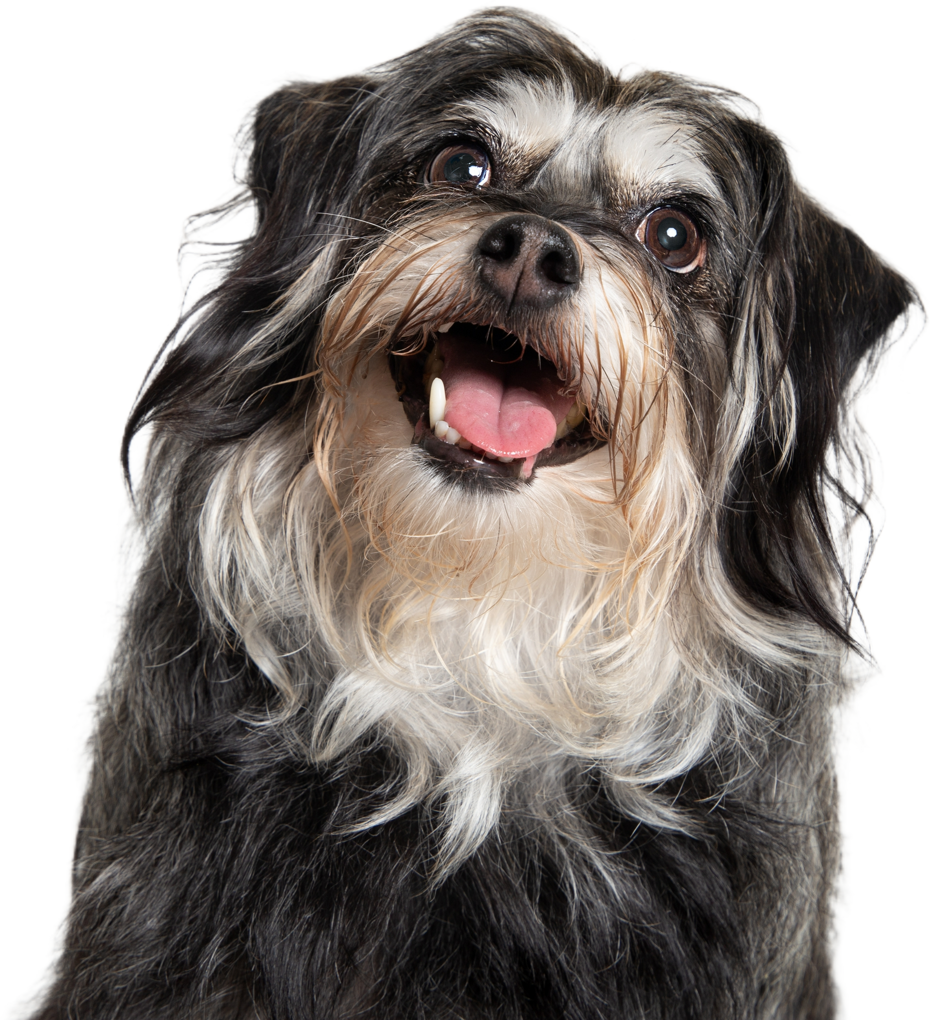 Small black-and-white shaggy dog with its tongue out, looking at the camera on a white background