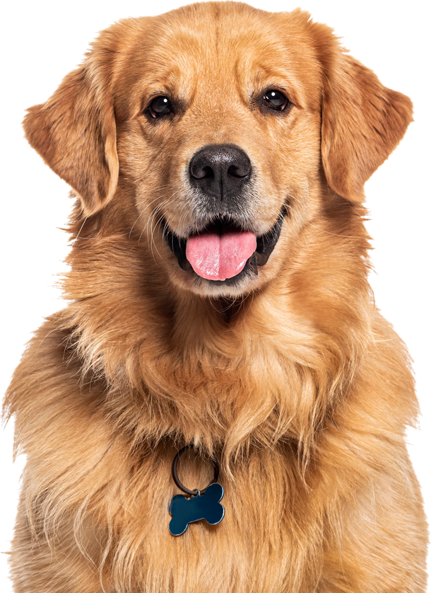 Golden retriever with a blue collar tag, facing forward and panting against a white background