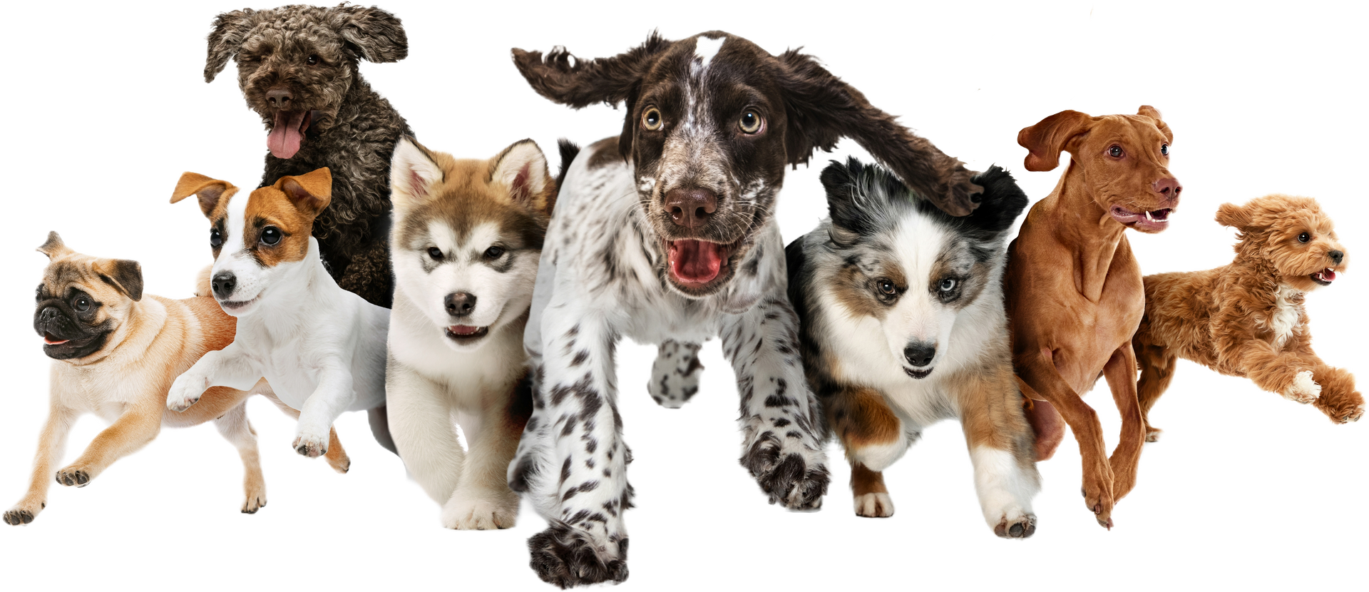 Several dogs of different breeds running forward on a white background