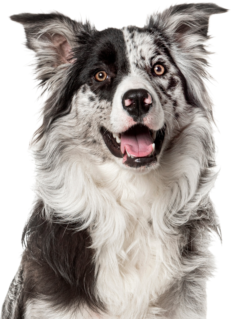Black-and-white dog with fluffy fur, facing forward with mouth open and tongue out on a white background