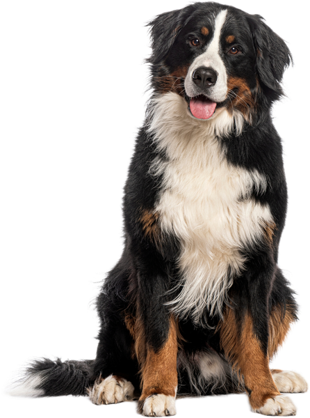 Bernese Mountain Dog sitting on a white background, black, white, and tan coat, tongue out.