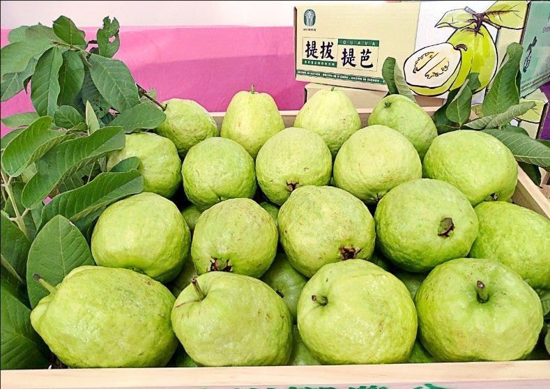 幸福珍珠芭樂