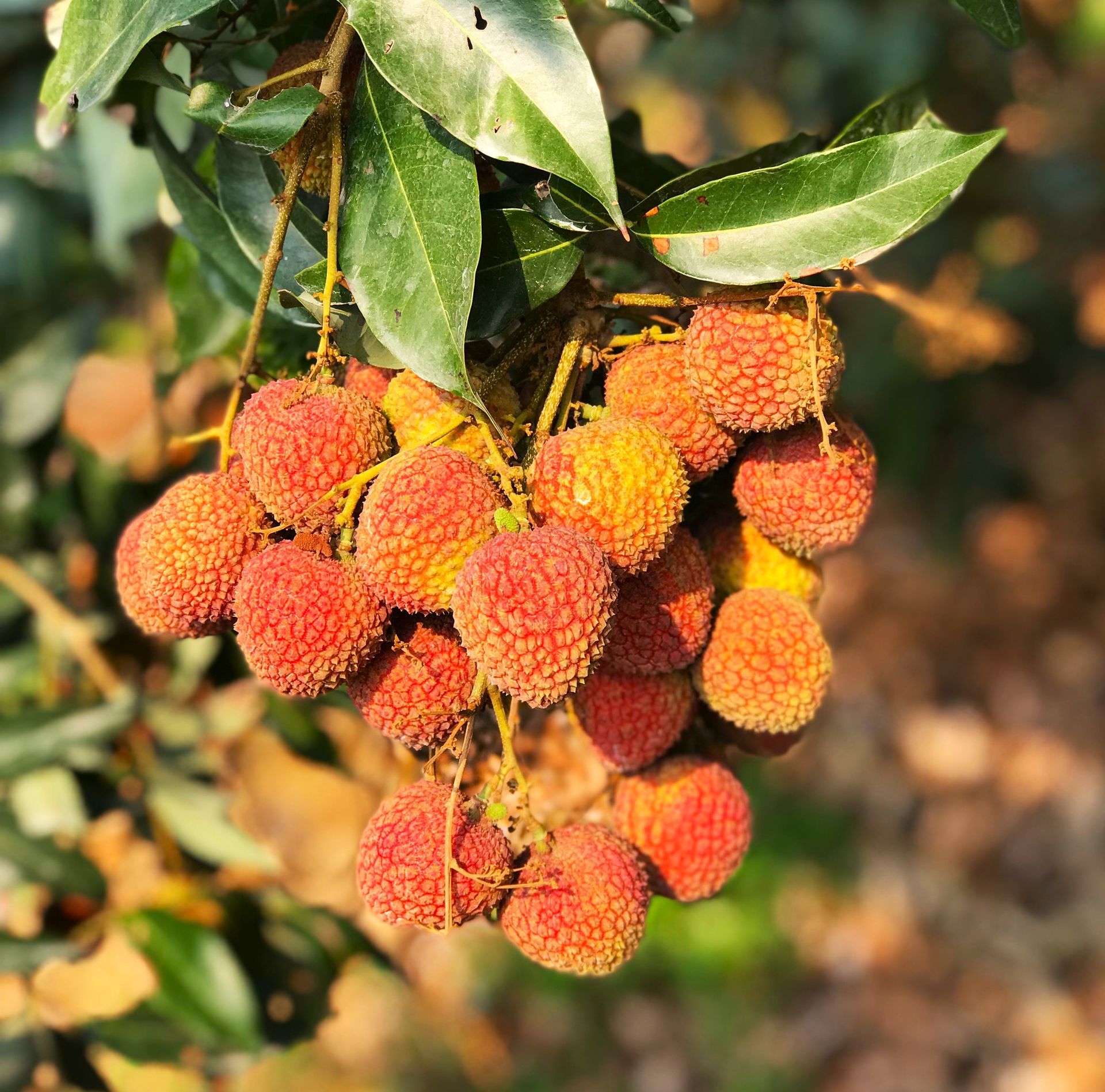 無農藥玉荷包荔枝\高雄大樹蔣蔣果園