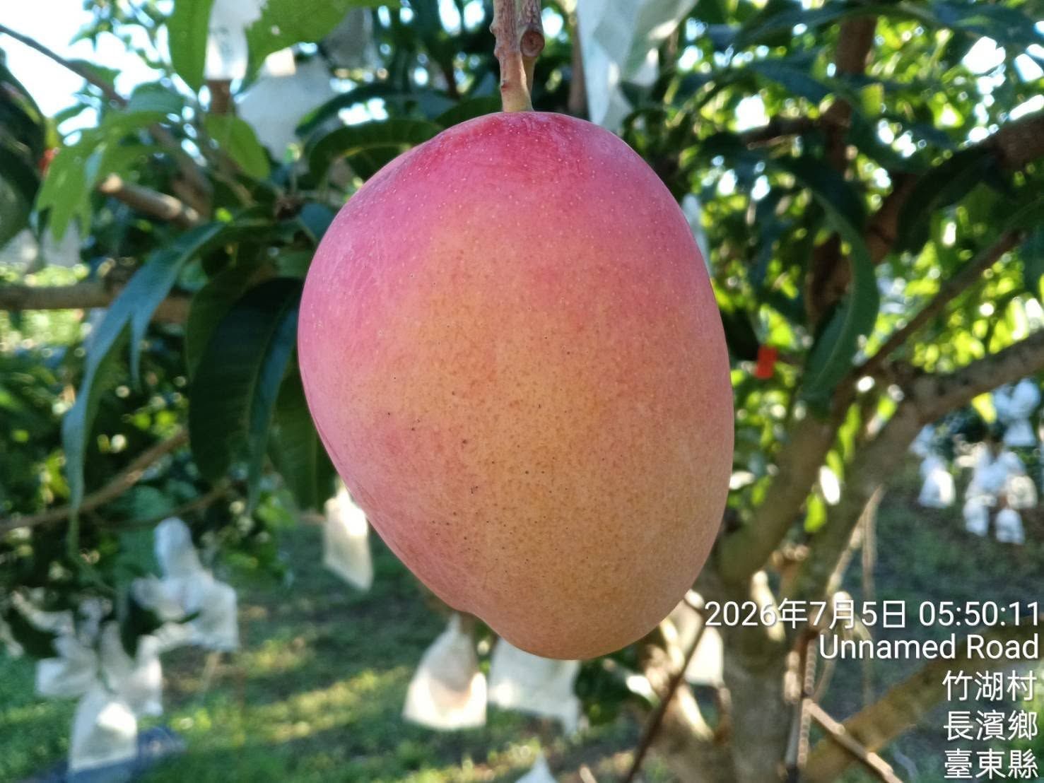 愛文芒果來自太平洋海風|10斤裝