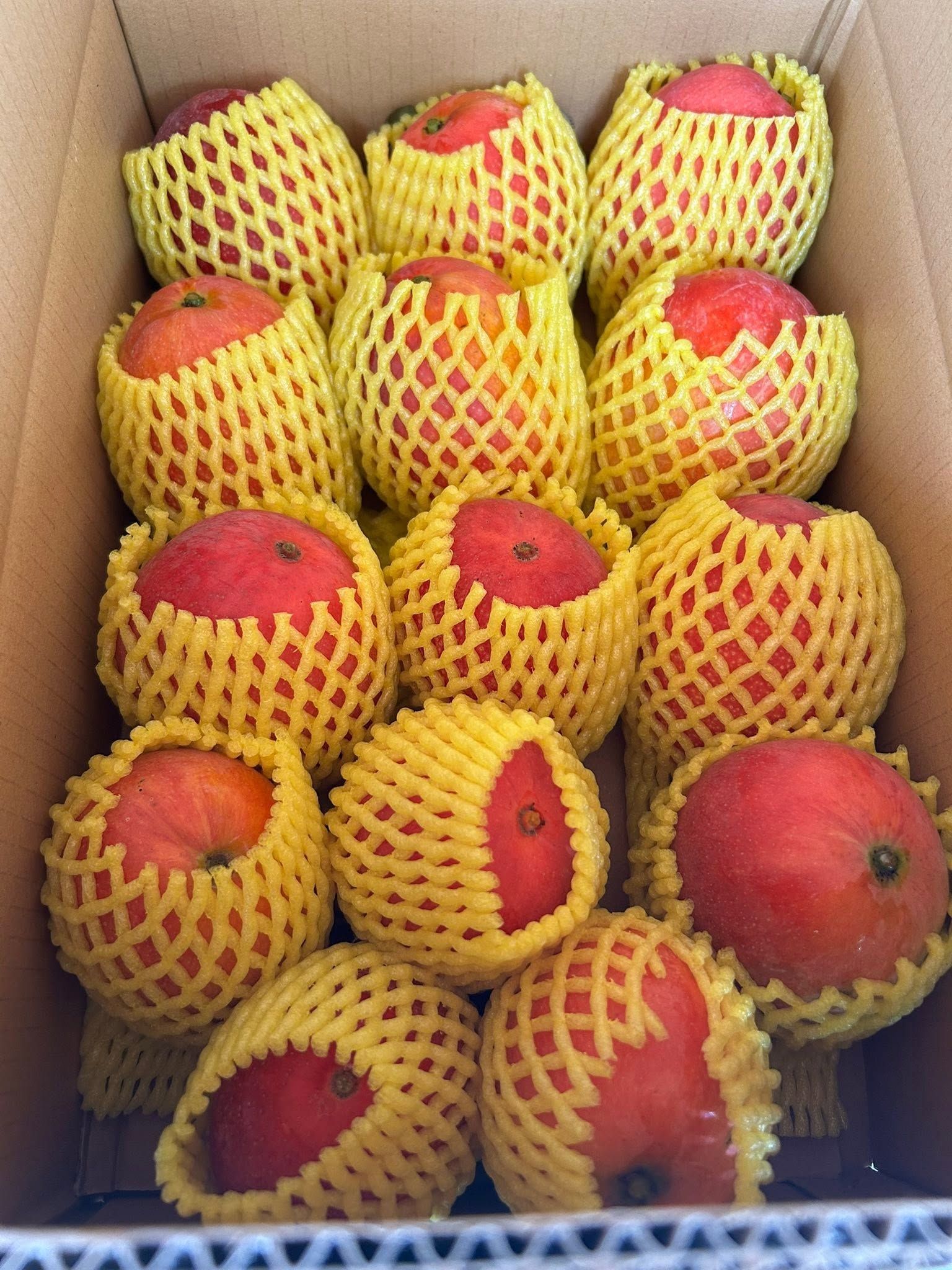 愛文芒果來自太平洋海風|10斤裝